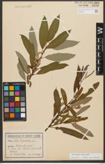 Foto von Salix triandra subsp. triandra L.